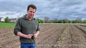 Landwirte aus Region Braunschweig erklären: Darum ist Spargel so teuer
