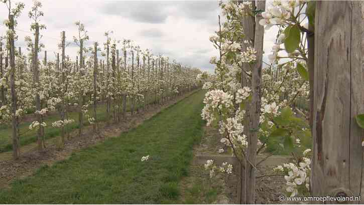 Noordoostpolder - Fruitbomen beregend om knop te beschermen tegen vorst