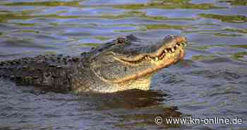 USA: Fossilientaucher bei Alligatorangriff 15 Meter in die Tiefe gezogen – wie er überlebt hat