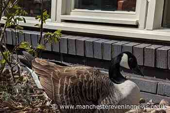 Toby Carvery diners left appalled after seeing nesting goose being kicked in the head