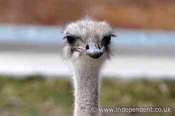 An adored ostrich at a Kansas zoo has died after swallowing a staff member’s keys