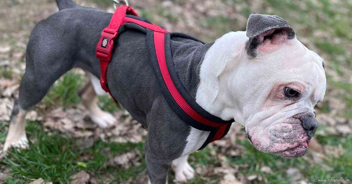 Hund zurück ins Tierheim: Nach Aussetz-Skandal folgt weiterer trauriger Rückschlag