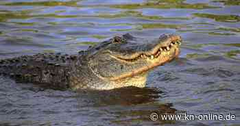 Alligator-Angriff: Taucher wird 15 Meter in die Tiefe gezogen – wie er überlebt hat