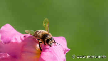 Nach Ausbruch von Bienenseuche: Sperrzonen in Bayern eingerichtet