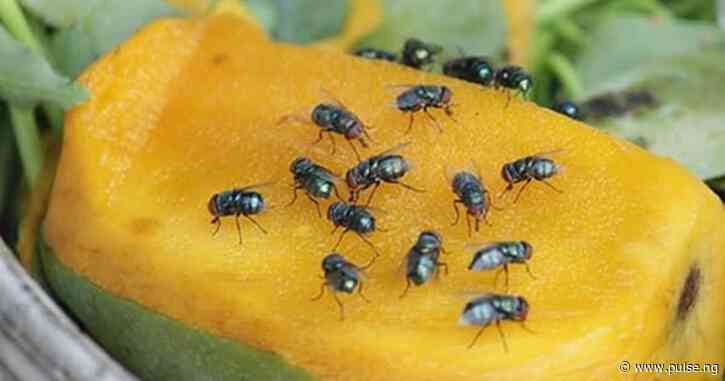These are 3 reasons houseflies love mangoes and here are 7 ways to keep them away