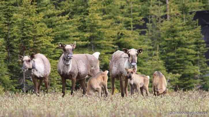 Large study shows caribou herds in Alberta, B.C., growing from wolf culls, cow pens