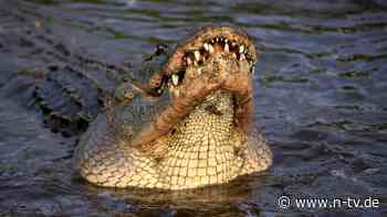 US-Amerikaner riskiert Arm: Wie ein Fossilientaucher einen Alligator-Angriff überlebt
