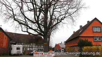 149 Jahre alter Baum in Salzgitter sorgt im Dorf für Ärger