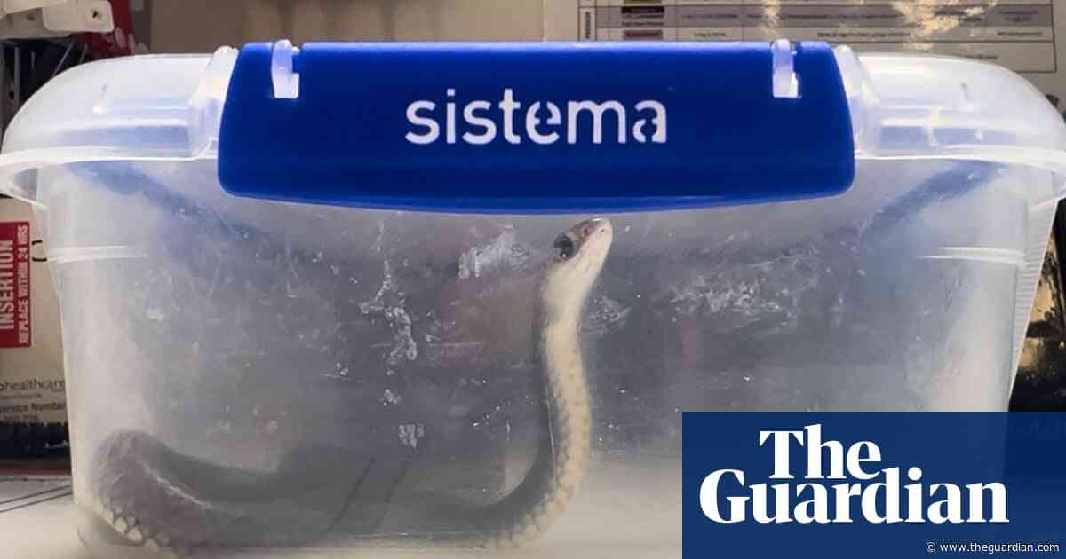 ‘Serious safety risks’: bite victims urged to stop bringing snakes to Queensland hospitals