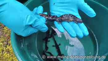 Seltener Fund im Harz: Mitarbeiter entdeckt streng geschützte Tiere im Nationalpark