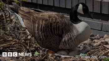 Nesting goose 'kicked in head' near pub