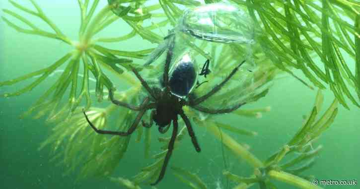 Map reveals where underwater cannibal spider lurks in UK holiday hotspots