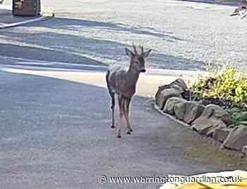 Another sighting of the 'Sankey deer' outside a home in Great Sankey