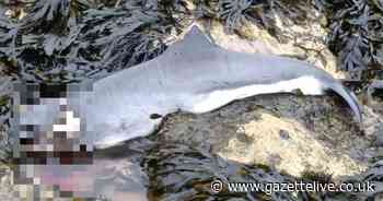 'Shark' shock on beach as dog walker stumbles upon 3ft 6 sea beast in rock pools