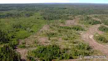 Manitoba First Nation seeks court order to halt logging in Duck Mountains