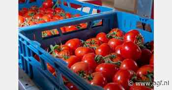 Tomatenprijs blijft achter bij voorgaande jaren