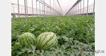 "Uiterlijk volgende week start watermeloenenexport"