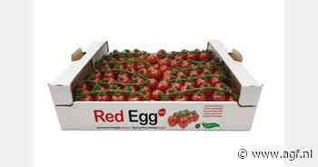 Start seizoen Red Egg, Red Egg mini en Chica-tomaten