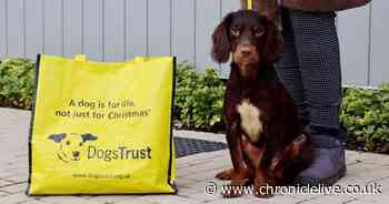 Spaniel finally finds forever home after being abandoned in 'appalling' state in County Durham