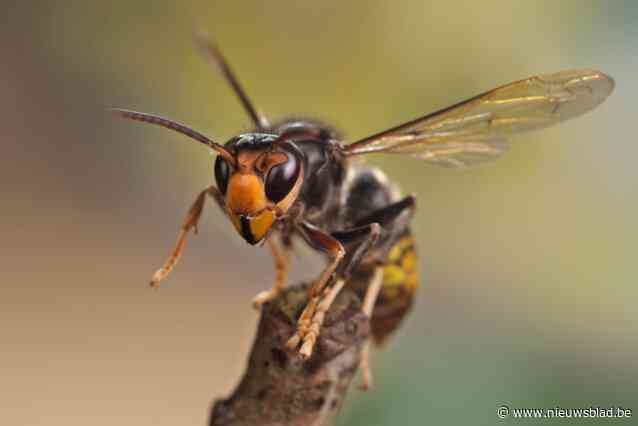 Inwoners krijgen gratis val voor Aziatische hoornaar