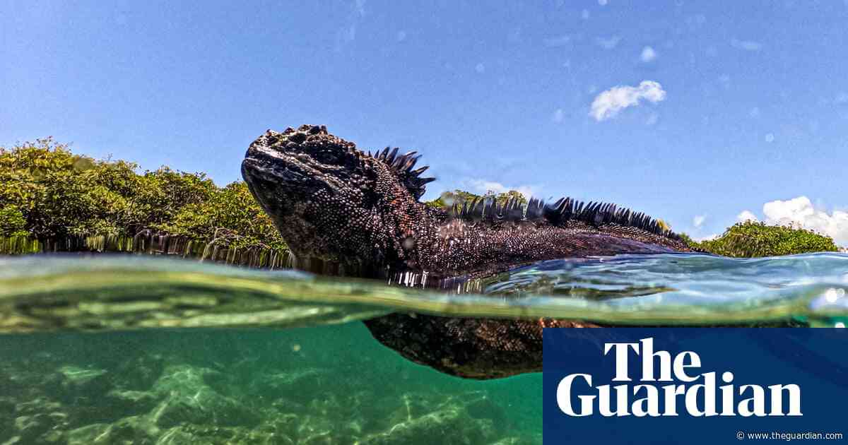 ‘Currents bring life – and plastics’: animals of Galápagos live amid mounds of waste