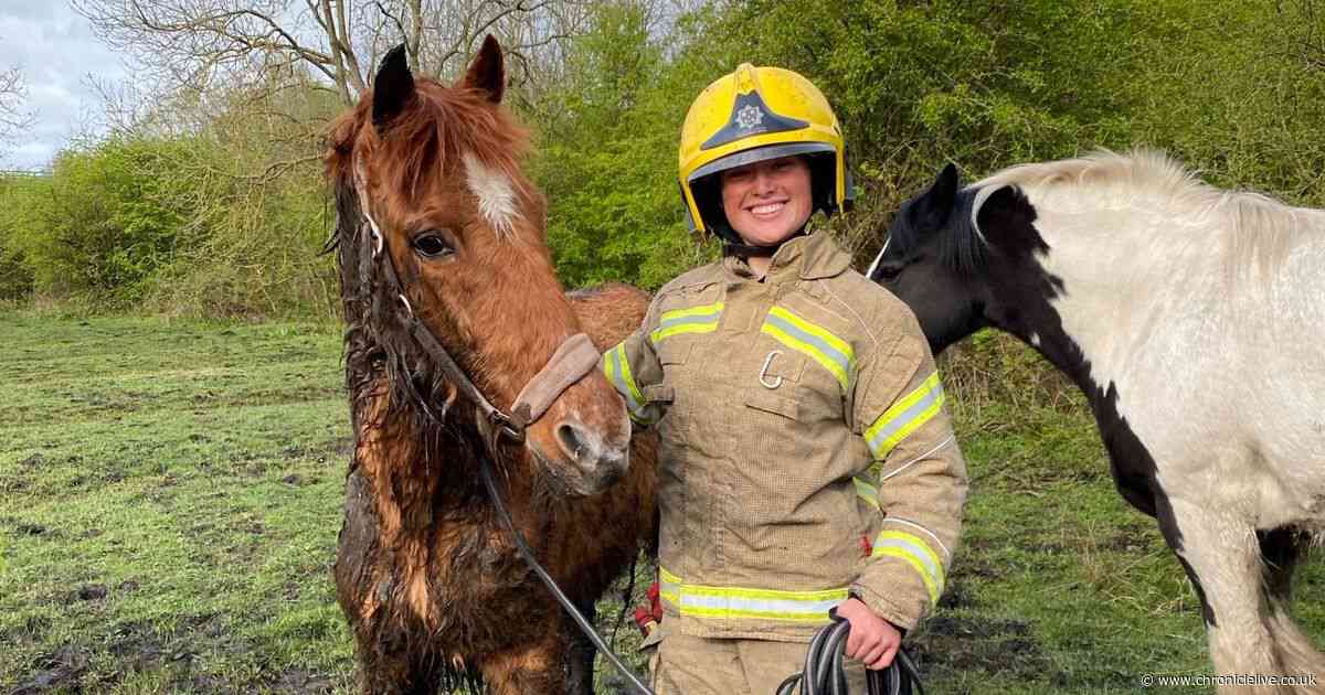 County Durham firefighters called to unusual rescue to free horse stuck in mud