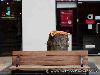 The Parade tree chopped to stump in town centre pruning