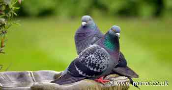 Banish pigeons from your garden with four quick and humane deterrents