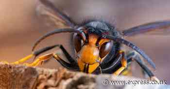 UK warned killer Asian hornet invasion looms as sightings of insect skyrocket