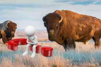 Interesting Difference Between A Wyoming Bison And A Buffalo