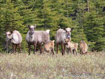 Large study shows caribou herds in B.C., Alberta growing from wolf culls, cow pens