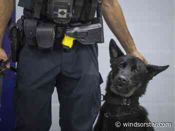 Windsor police K9 Rolex tracks down break-and-enter suspects