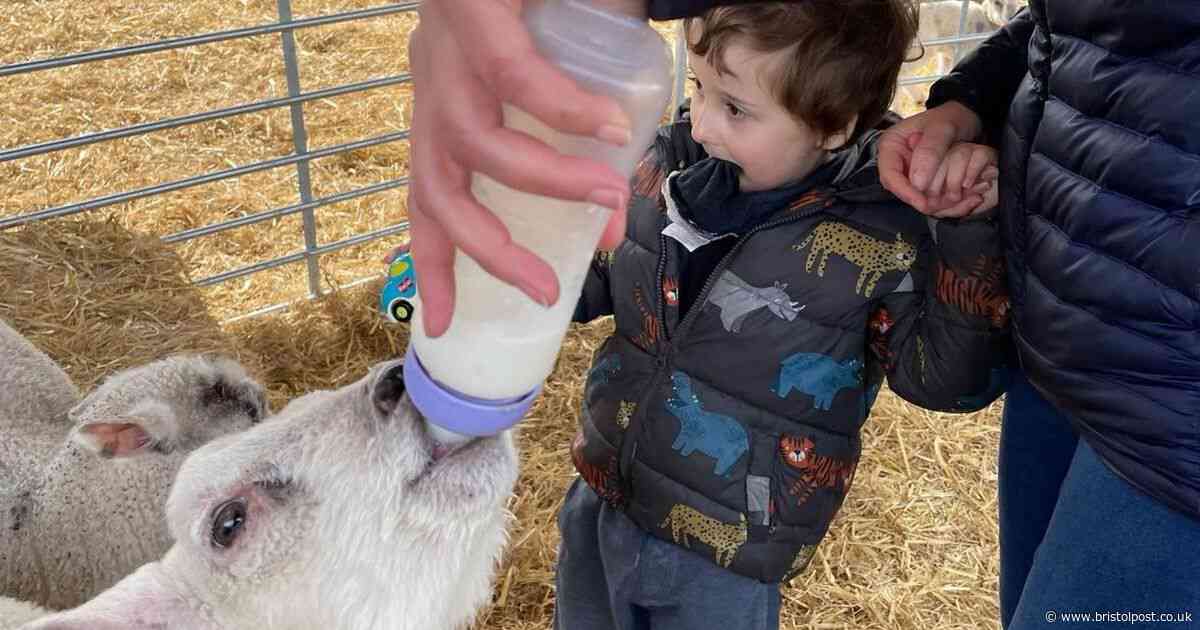 Parents consider legal action after 20 people fall ill at petting farm