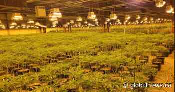 $8M worth of illicit cannabis plants seized from warehouse in Niagara Falls: OPP