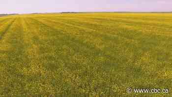 Why is Prairie mustard seed sent to other countries for processing?