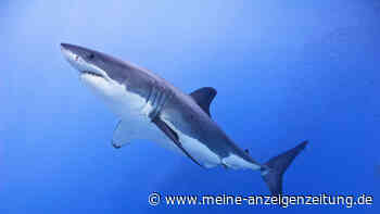 Haie in Ost- und Nordsee: Wie gefährlich sie sind und worauf Urlauber aufpassen sollten