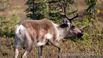 Large study shows caribou herds in Alberta, B.C., growing from wolf culls, cow pens