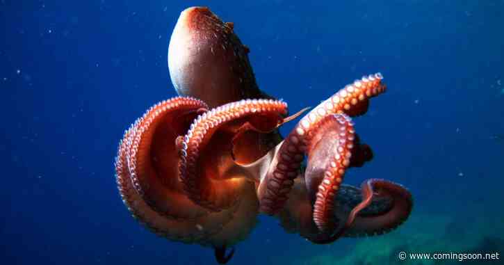 Secrets of the Octopus on National Geographic: Documentary Explores Lives of the Mysterious Marine Creatures