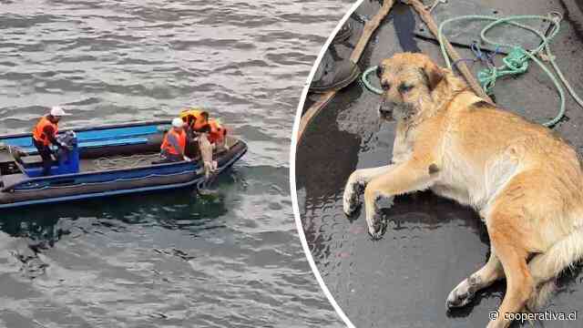 Marinos rusos rescataron a un perro ciego que nadaba desorientado en Talcahuano