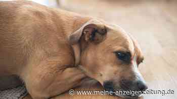 Tierrecht: Darf ich meinen kranken Hund zurückgeben?