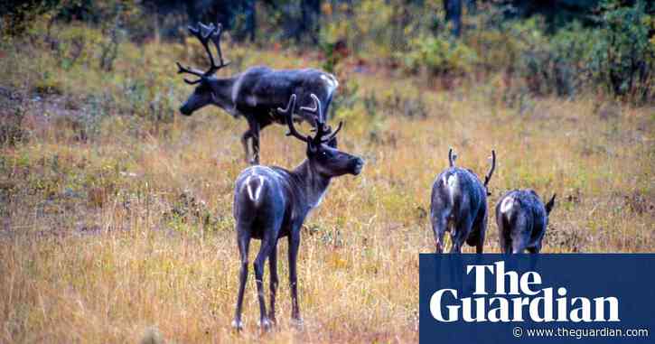 ‘If we don’t shoot wolves, we will lose caribou’: the dilemma of saving endangered deer