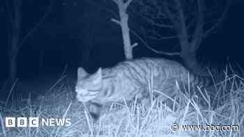 Wildcat night hunt footage reveals stalking behaviour