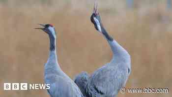 Rare Scottish crane pairs with bird from UK project