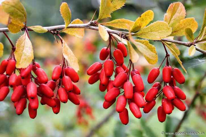 Berberine and Cancer: New Promising Research on This Plant-Derived Alkaloid