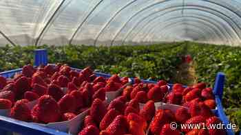 NRW-Erdbeersaison startet früh und mit höheren Preisen