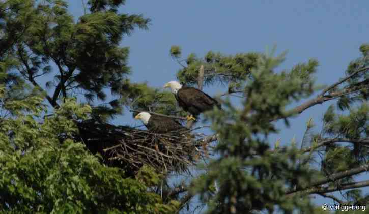 Bald eagles are back, but great blue herons paid the price