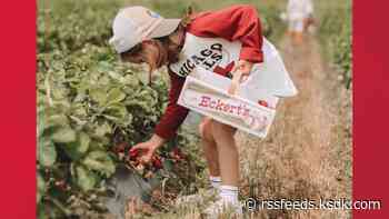 Strawberry season: When you can pick your own berries at Eckert's