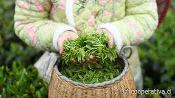 Industria del té en Guizhou crea más de 3,2 millones de puestos de trabajo
