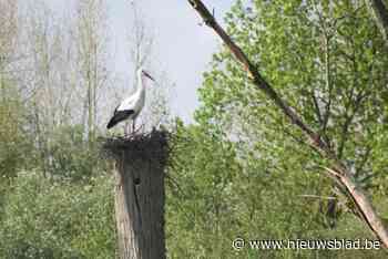 Koppel ooievaars bouwt nest in Schulensbroek: “Ze kozen geen kunstnest”