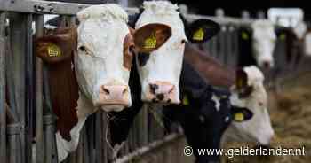 Voorstel boeren: vrijwillige krimp melkvee om lucht te geven in mestcrisis